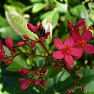 Red Jatropha plant