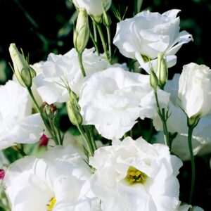 lisianthus plant (mix color)